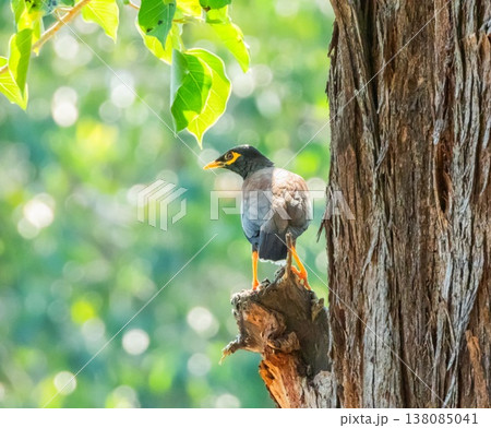 Common myna, Indian myna bird, Acridotheres tristis Common myna, Indian myna bird, Acridotheres tristis 138085041