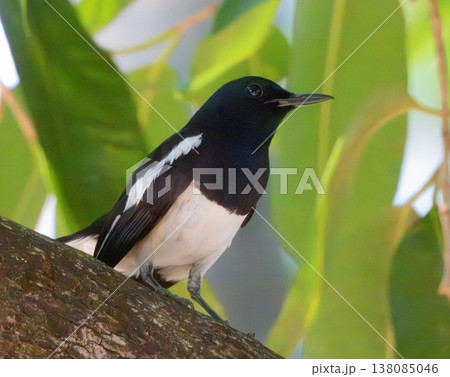 Shama dayal, Oriental Magpie-robin bird, Copsychus saularis 138085046