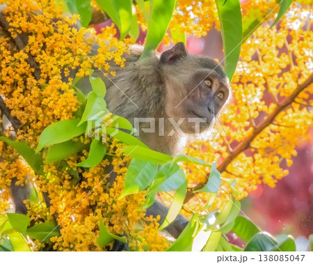 Macque monkey in a tree 138085047