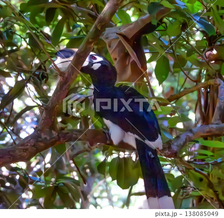 Calao, Oriental Pied Hornbill bird, Anthracoceros albirostris, on a branch, Ko Phayam, Thailand Calao, Oriental Pied Hornbill bird, Anthracoceros albirostris, on a branch, Ko Phayam, Thailand 138085049