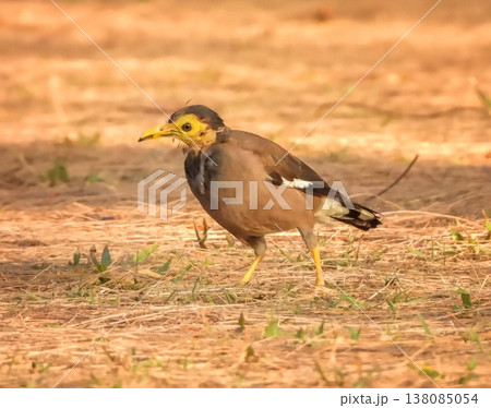 Common myna, Indian myna bird, Acridotheres tristis 138085054