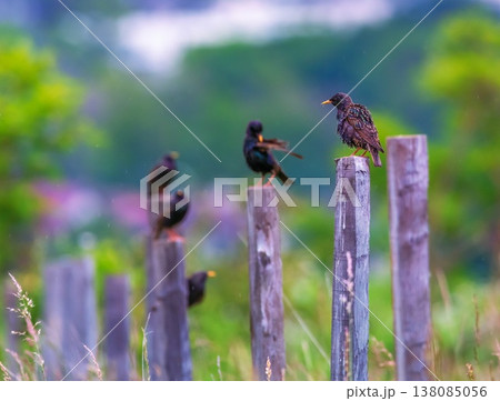 European or common starling birds, sturnus vulgaris on wooden posts 138085056