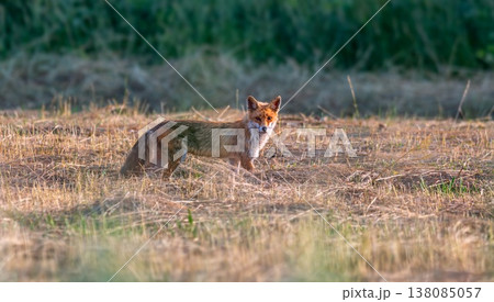 One fox standing in a field observing One fox standing in a field observing 138085057