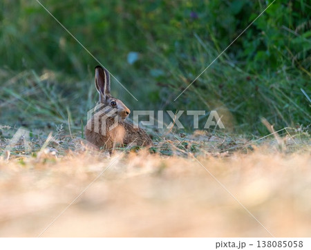European brown hare, lepus europaeus, standing on the grass 138085058