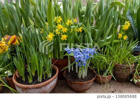 Small spring flowers in the garden. Tiny purple-blue irises in a clay pot, Iris reticulata or dwarf iris, bulbous plant Small spring flowers in the garden. Tiny purple-blue irises in a clay pot, Iris reticulata or dwarf iris, bulbous plant 138085688