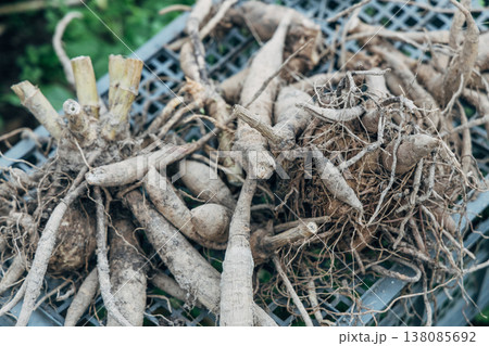A pile of dried out dahlia tubers. A pile of dried out dahlia tubers. 138085692
