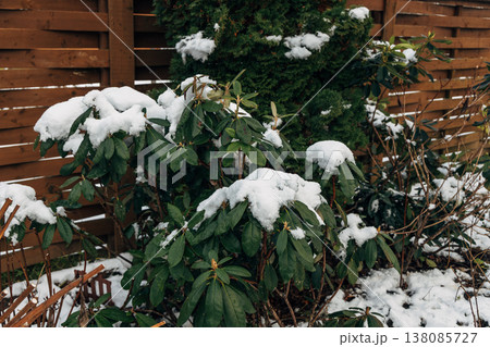Rhododendron covered with frost and snow in winter Rhododendron covered with frost and snow in winter 138085727