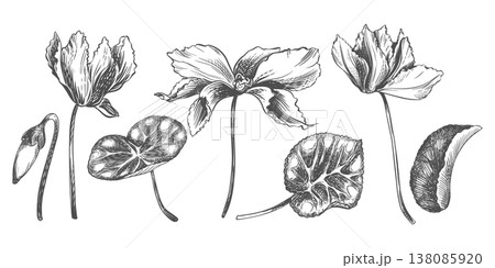 Vector sketch of a cyclamen on a white background. Imitation of a botanical engraving. Linear ink drawing. Raw material for medicines, perfumes, and cosmetics. Large set of flowers, buds, and leaves. 138085920