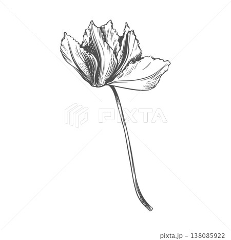 Vector sketch of a cyclamen. Fragrant primrose on a white background. Line drawing of the flower. Imitation of an engraving. Raw material for medicines, perfumes, and cosmetics. 138085922