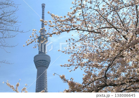 スカイツリーと桜 スカイツリーと桜 138086645
