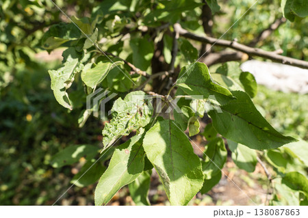 Apple tree branch with leaves affected by disease pests, displaying yellowing, spots, curling, various signs of poor health. Agricultural issues Apple tree branch with leaves affected by disease pests, displaying yellowing, spots, curling, various signs of poor health. Agricultural issues 138087863