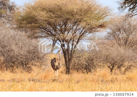 Common ostrich (Struthio camelus) female in Tarangire National Park, Tanzania Common ostrich (Struthio camelus) female in Tarangire National Park, Tanzania 138087914