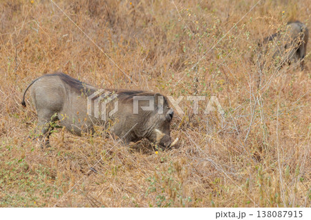 Common warthog (Phacochoerus africanus) in savanna in Tarangire national park, Tanzania 138087915