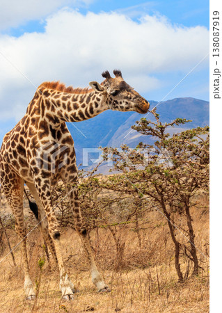 Giraffe in savanna in Serengeti national park in Tanzania. Wild nature of Tanzania, East Africa Giraffe in savanna in Serengeti national park in Tanzania. Wild nature of Tanzania, East Africa 138087919