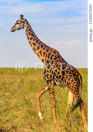 Giraffe in savanna in Serengeti national park in Tanzania. Wild nature of Tanzania, East Africa Giraffe in savanna in Serengeti national park in Tanzania. Wild nature of Tanzania, East Africa 138087920