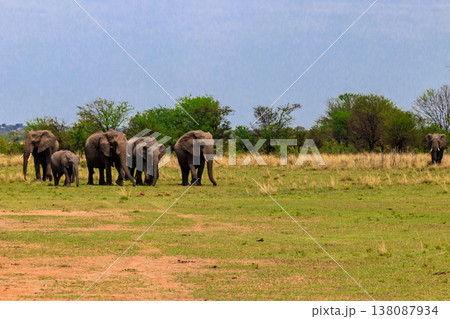Herd of african elephants in savanna in Serengeti National park in Tanzania Herd of african elephants in savanna in Serengeti National park in Tanzania 138087934