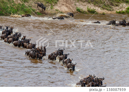 Wildebeest crossing the Mara river in Serengeti national park, Tanzania. Great migration Wildebeest crossing the Mara river in Serengeti national park, Tanzania. Great migration 138087939