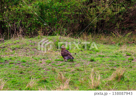 Tawny eagle (Aquila rapax) walking on meadow in Serengeti national park, Tanzania 138087943
