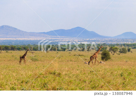 Pair of giraffes in savanna in Serengeti national park in Tanzania. Wild nature of Tanzania, East Africa Pair of giraffes in savanna in Serengeti national park in Tanzania. Wild nature of Tanzania, East Africa 138087946