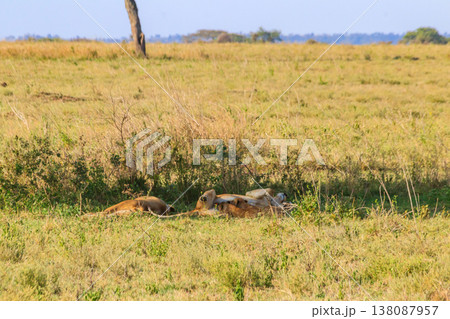 Lioness (Panthera leo) nursing her lion cubs in savannah in Serengeti national park, Tanzania Lioness (Panthera leo) nursing her lion cubs in savannah in Serengeti national park, Tanzania 138087957