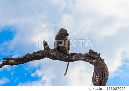 Olive baboon (Papio anubis), also called the Anubis baboon, sitting on a dried tree in Serengeti National Park in Tanzania Olive baboon (Papio anubis), also called the Anubis baboon, sitting on a dried tree in Serengeti National Park in Tanzania 138087965