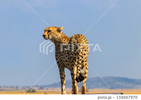 Portrait of a cheetah (Acinonyx jubatus) Portrait of a cheetah (Acinonyx jubatus) 138087970