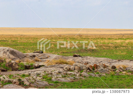 Spotted hyena (Crocuta crocuta), also known as the laughing hyena, in Serengeti National park in Tanzania Spotted hyena (Crocuta crocuta), also known as the laughing hyena, in Serengeti National park in Tanzania 138087973