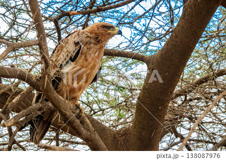 Tawny eagle (Aquila rapax) on a tree in Serengeti national park, Tanzania Tawny eagle (Aquila rapax) on a tree in Serengeti national park, Tanzania 138087976