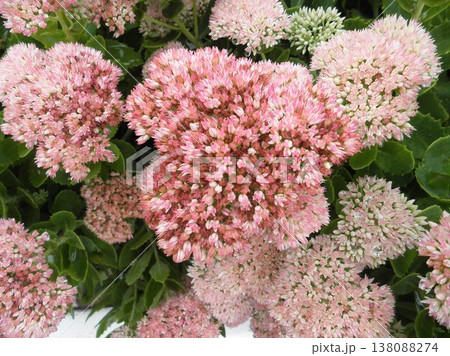 Close-up of blooming Sedum spectabile in the background Close-up of blooming Sedum spectabile in the background 138088274