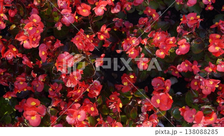 A background of blooming bright begonia in the rays of the sun 138088285