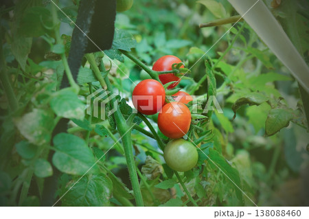 Fresh tomatoes on the tree from green . Fresh tomatoes on the tree from green . 138088460