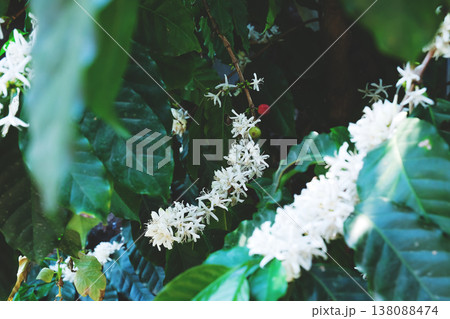white flowers blooming on the branches of the coffee tree in garden. 138088474