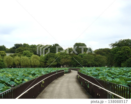 上野恩賜公園不忍池の蓮池と遊歩道の風景 138088517