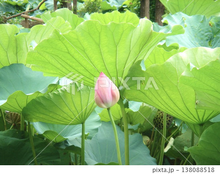 蓮の花の蕾と大きな蓮の葉 守護と自然の造形美 138088518