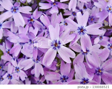 満開に咲く芝桜の背景素材 - 春の自然と癒やしのイメージ 138088521