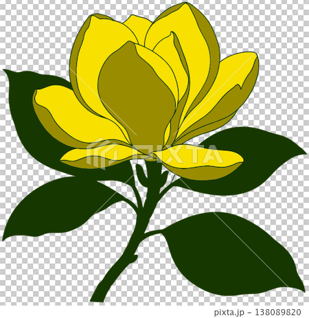 Yellow Magnolia Flower Vector Illustration 138089820