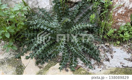 Thorny green plant in rocky garden setting with textured background for nature themes Thorny green plant in rocky garden setting with textured background for nature themes 138089829