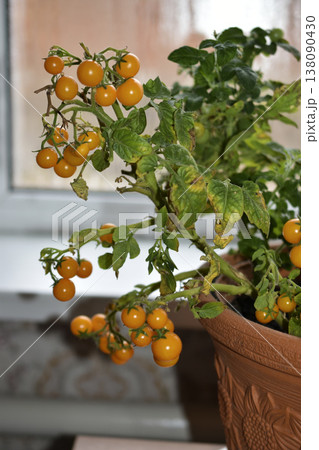 Homemade tomatoes on the windowsill. Cherry tomatoes in a pot. Yellow and green small tomato fruits. 138090430