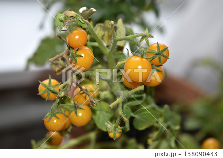Homemade tomatoes on the windowsill. Cherry tomatoes. Yellow and green small tomato fruits. 138090433
