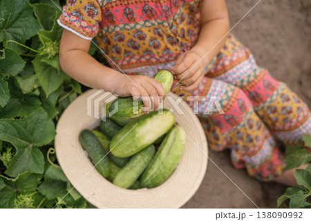 A bunch of fresh cucumbers in a hat in the hands of a child. Harvesting vegetables grown on the farm. Organic products without GMOs. Healthy healthy food. A bunch of fresh cucumbers in a hat in the hands of a child. Harvesting vegetables grown on the farm. Organic products without GMOs. Healthy healthy food. 138090992