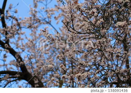 Japanese Plum Blossoms Against Clear Blue Sky Japanese Plum Blossoms Against Clear Blue Sky 138091436