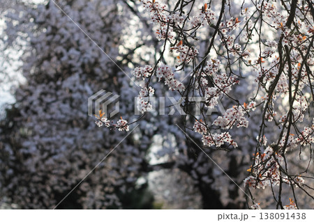Graceful Branches of Japanese Plum In Morning Light Graceful Branches of Japanese Plum In Morning Light 138091438