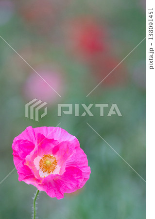 公園のポピーと花畑背景ボケ_縦 138091451