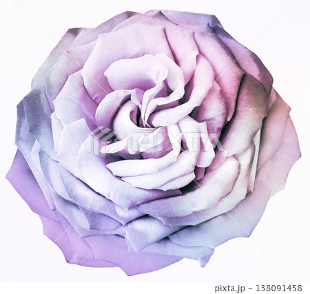 Purple   rose flower  on  white   isolated background with clipping path. Closeup. For design. Nature. 138091458