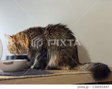 Long haired cat eating food from bowl on feeding station indoors. Pet care routine, domestic life, nutrition moment, home environment, everyday habit 138091647