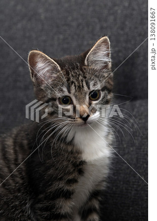 Playful kitten exploring a cozy living room on a sunny afternoon Playful kitten exploring a cozy living room on a sunny afternoon 138091667