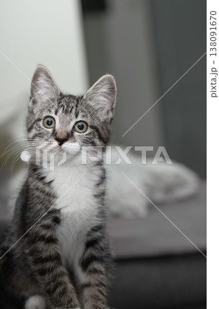 Curious kitten explores a cozy indoor space full of warmth and comfort in the evening hours Curious kitten explores a cozy indoor space full of warmth and comfort in the evening hours 138091670