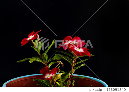 agriculture, appetizing, background, beautiful, black, close-up, closeup, color, cooking, crispum, dew, drops, food, fresh, freshness, garden, green, growing, healthy, juicy, leaf, leaves, natural, agriculture, appetizing, background, beautiful, black, close-up, closeup, color, cooking, crispum, dew, drops, food, fresh, freshness, garden, green, growing, healthy, juicy, leaf, leaves, natural, 138091840