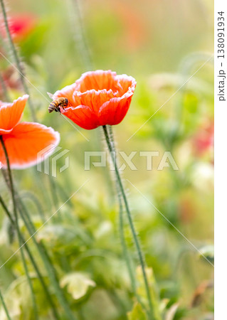 ポピーの花に止まるミツバチ_縦 ポピーの花に止まるミツバチ_縦 138091934