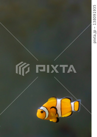 水槽を泳ぐカクレクマノミ_縦 水槽を泳ぐカクレクマノミ_縦 138091935